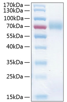 Recombinant Human ICAM-1/CD54 Protein was determined by SDS-PAGE under reducing conditions with Coomassie Blue.