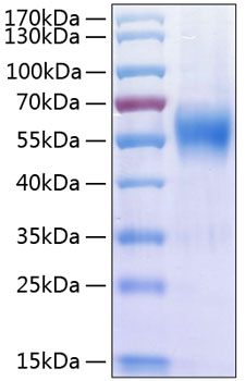 Recombinant Human IL-17RA/CD217 Protein was determined by SDS-PAGE under reducing conditions with Coomassie Blue.