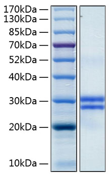 Recombinant Human JAM-A/F11R/CD321 Protein was determined by SDS-PAGE under reducing conditions with Coomassie Blue.