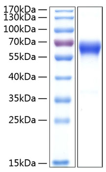 Recombinant Human TNFRSF9/4-1BB/CD137 Protein was determined by SDS-PAGE under reducing conditions with Coomassie Blue.