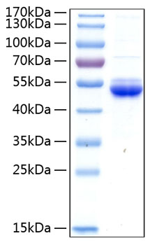 Recombinant Human SECTM1 Protein was determined by SDS-PAGE under reducing conditions with Coomassie Blue.