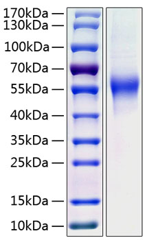 Recombinant Human CD46 Protein was determined by SDS-PAGE under reducing conditions with Coomassie Blue.