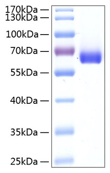 Recombinant Human BTN1A1/Butyrophilin Protein was determined by SDS-PAGE under reducing conditions with Coomassie Blue.
