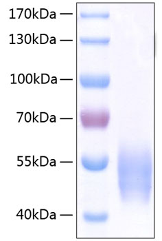 Recombinant Human SIRP-alpha/CD172a Protein was determined by SDS-PAGE under reducing conditions with Coomassie Blue.