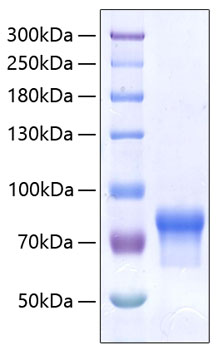 Recombinant Human VSIG4 Protein was determined by SDS-PAGE under reducing conditions with Coomassie Blue.