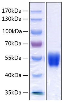 Recombinant Human Serpin A1/Alpha-1-antitrypsin Protein was determined by SDS-PAGE under reducing conditions with Coomassie Blue.