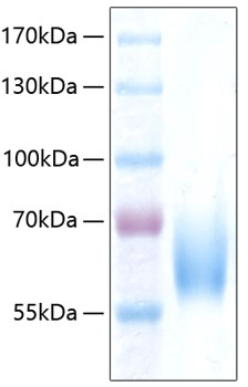Recombinant Human ICAM-2/CD102 Protein was determined by SDS-PAGE under reducing conditions with Coomassie Blue.