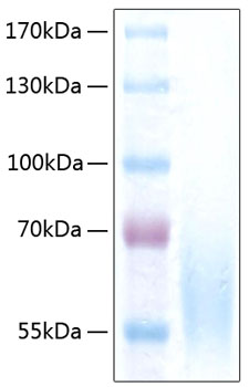 Recombinant Human CEACAM1/CD66a Protein was determined by SDS-PAGE under reducing conditions with Coomassie Blue.
