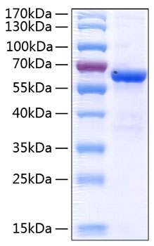 Recombinant Human JAM-A/F11R/CD321 Protein was determined by SDS-PAGE under reducing conditions with Coomassie Blue.