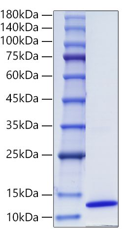 Recombinant Human CCL17/TARC Protein was determined by SDS-PAGE under reducing conditions with Coomassie Blue.