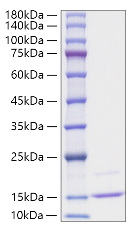 Recombinant Human CCL23/Ck beta 8-1 Protein was determined by SDS-PAGE under reducing conditions with Coomassie Blue.