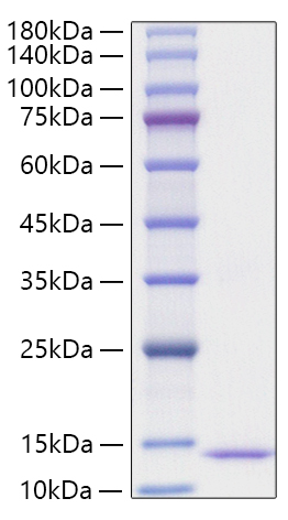 Recombinant Human CCL24/Eotaxin-2 Protein was determined by SDS-PAGE under reducing conditions with Coomassie Blue.