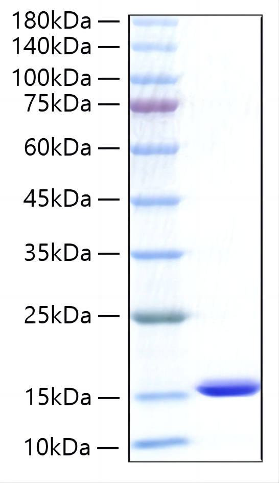 Recombinant Human CXCL5/ENA-70 Protein was determined by SDS-PAGE under reducing conditions with Coomassie Blue.