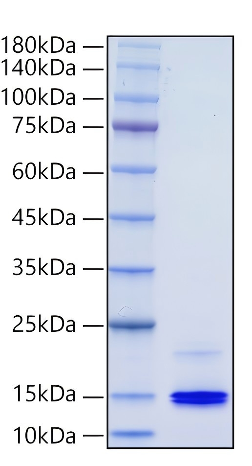 Recombinant Human CXCL9/MIG Protein was determined by SDS-PAGE under reducing conditions with Coomassie Blue.