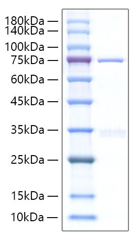 Recombinant Human Cyr61/CCN1 Protein was determined by SDS-PAGE under reducing conditions with Coomassie Blue.