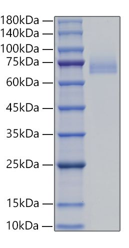 Recombinant Human DLL4 Protein was determined by SDS-PAGE under reducing conditions with Coomassie Blue.