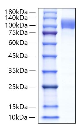 Recombinant Human Follistatin/Follistatin 288/FST Protein was determined by SDS-PAGE under reducing conditions with Coomassie Blue.
