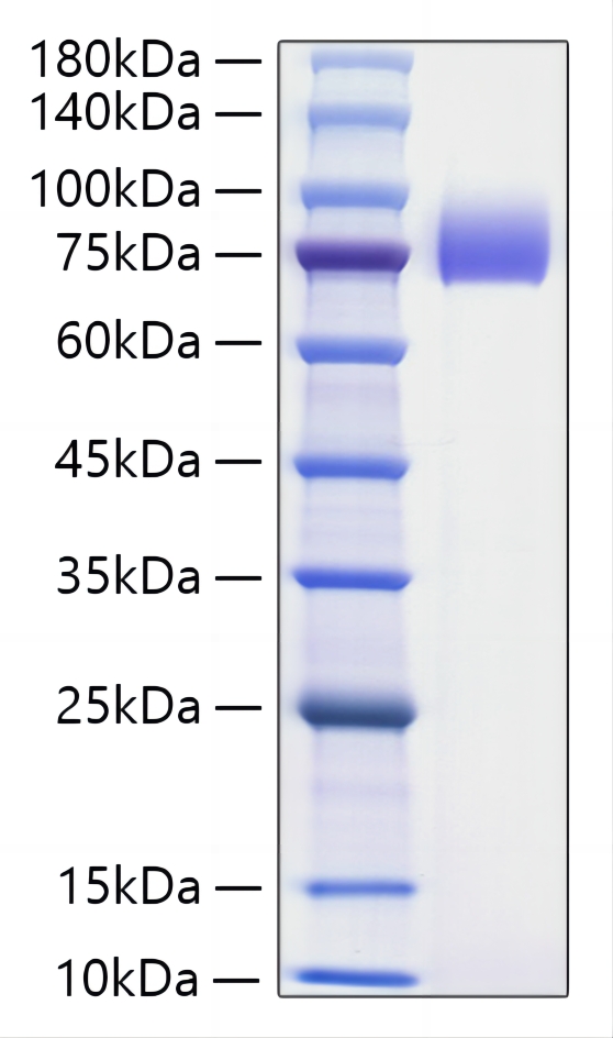 Recombinant Human B7-H2/ICOSLG/CD275 Protein was determined by SDS-PAGE under reducing conditions with Coomassie Blue.