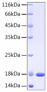 Recombinant Human IL-37/IL-1F7 Protein was determined by SDS-PAGE under reducing conditions with Coomassie Blue.