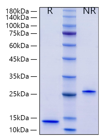 Recombinant Human Mature TGF-beta 2 Protein was determined by SDS-PAGE under reducing (R) and non-reducing (NR) conditions.
