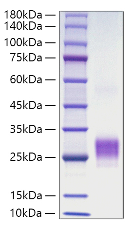 Recombinant Human TNFSF4/OX40 ligand/CD252 Protein was determined by SDS-PAGE under reducing conditions with Coomassie Blue.