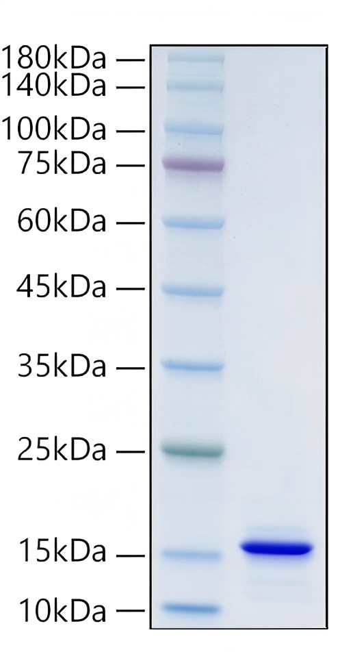 Recombinant Human Neurotrophin-3/NGF-2/NT-3 Protein was determined by SDS-PAGE under reducing conditions with Coomassie Blue.