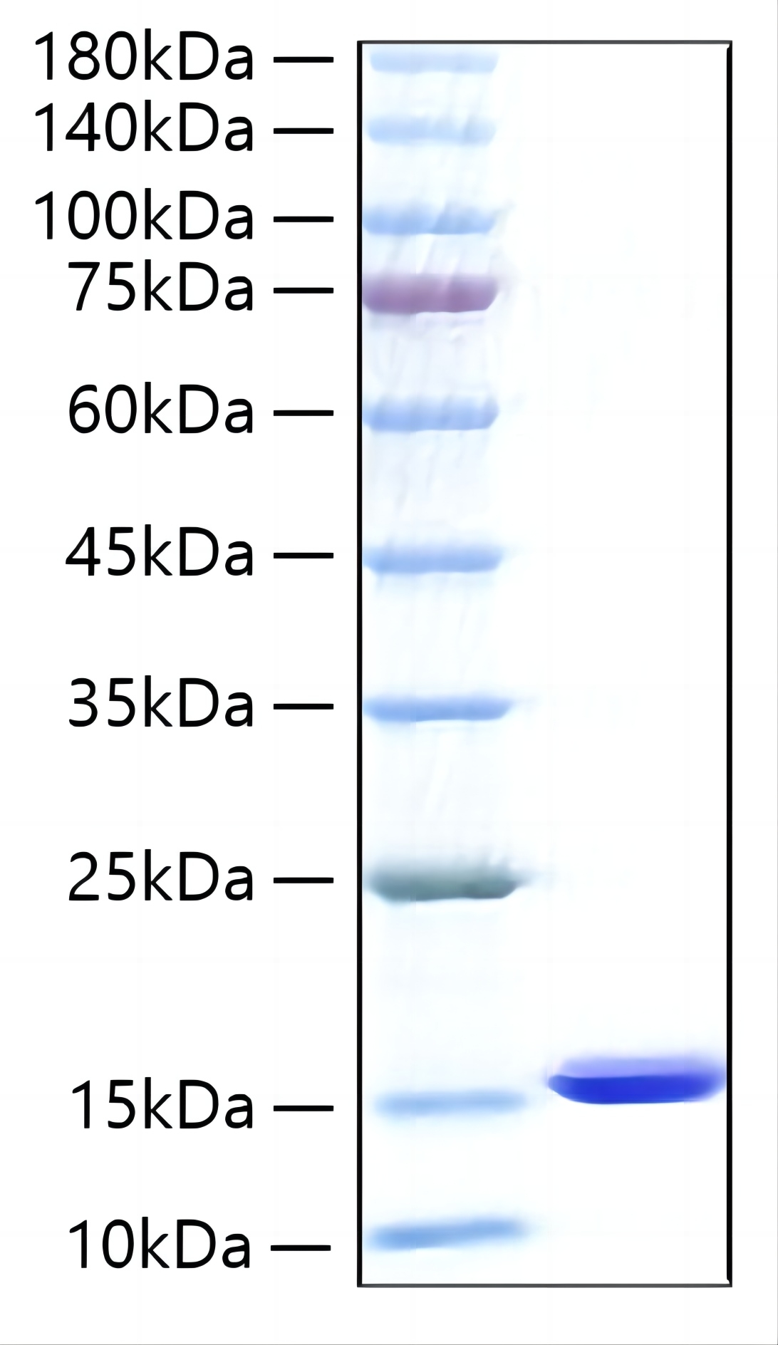 Recombinant Human FABP1/L-FABP Protein was determined by SDS-PAGE under reducing conditions with Coomassie Blue.