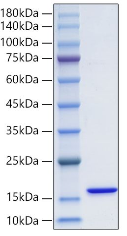 Recombinant Human FABP3/H-FABP Protein was determined by SDS-PAGE under reducing conditions with Coomassie Blue.