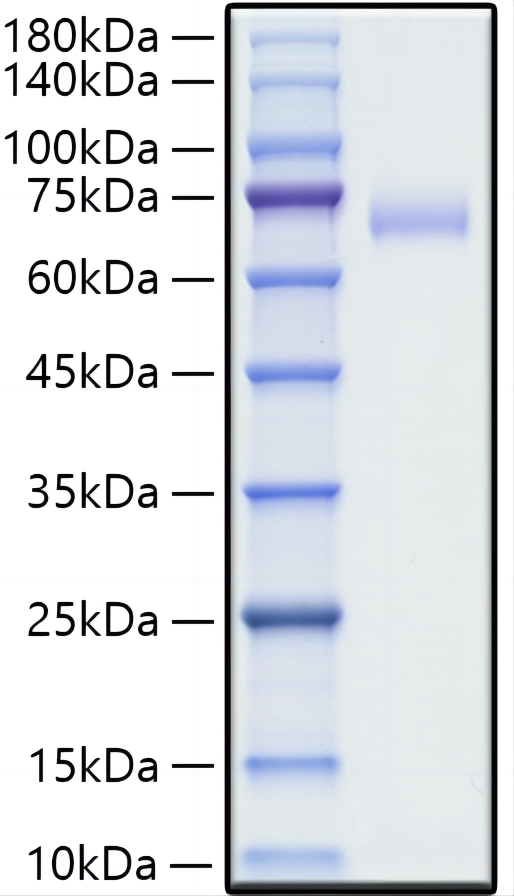Recombinant Human SLAMF1/CD150 Protein was determined by SDS-PAGE under reducing conditions with Coomassie Blue.