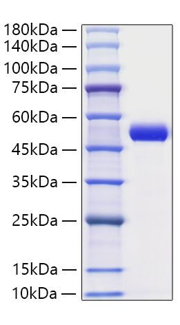 Recombinant Human Serpin E1/PAI-1 Protein was determined by SDS-PAGE under reducing conditions with Coomassie Blue.