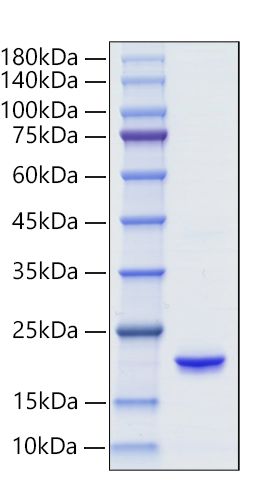 Recombinant Human IFN-alpha 6 Protein was determined by SDS-PAGE under reducing conditions with Coomassie Blue.