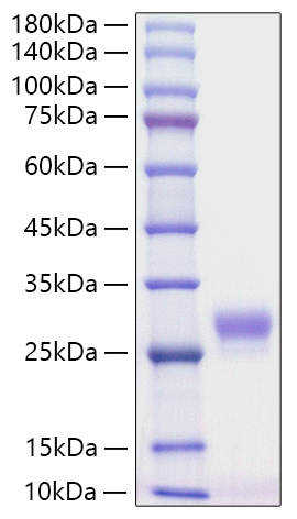 Recombinant Mouse CSF-3/G-CSF Protein was determined by SDS-PAGE under reducing conditions with Coomassie Blue.