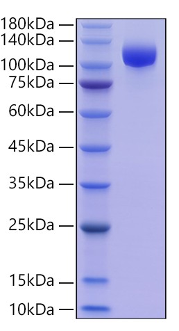 Recombinant Human Siglec-2/CD22 Protein was determined by SDS-PAGE under reducing conditions with Coomassie Blue.