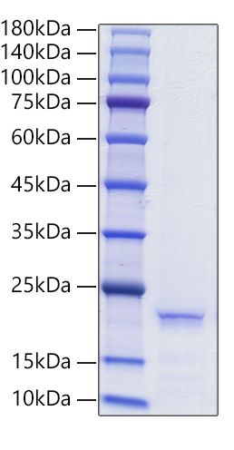 Recombinant Human Ferritin heavy chain/FTH1 Protein was determined by SDS-PAGE under reducing conditions with Coomassie Blue.
