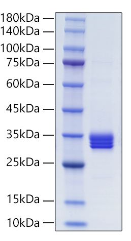 Recombinant Human IL-27/IL-27A&amp;IL-27B Protein was determined by SDS-PAGE under reducing conditions with Coomassie Blue.