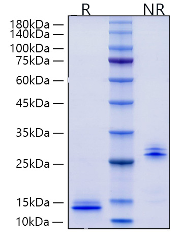 Recombinant Human/Mouse/Rat mature TGF-beta 3 Protein was determined by SDS-PAGE under reducing (R) and non-reducing (NR) conditions.