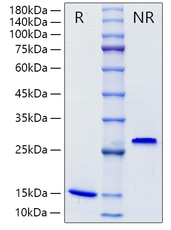 Recombinant Mouse/Rat Mature TGF-beta 1 Protein was determined by SDS-PAGE under reducing (R) and non-reducing (NR) conditions.