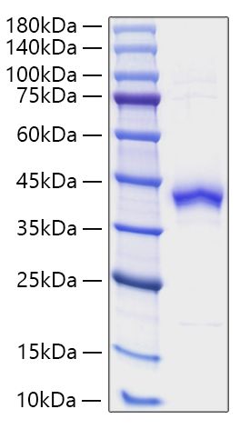 Recombinant Human S100-B Protein was determined by SDS-PAGE under reducing conditions with Coomassie Blue.