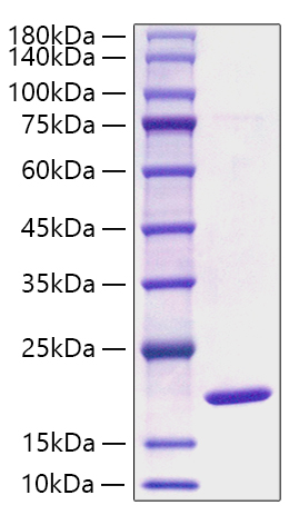 Recombinant Mouse Alpha-Synuclein/SNCA Protein was determined by SDS-PAGE under reducing conditions with Coomassie Blue.