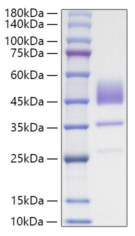 Recombinant Human Brain Natriuretic Peptide/NT-proBNP Protein was determined by SDS-PAGE under reducing conditions with Coomassie Blue.