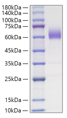 Recombinant Mouse CD47 Protein was determined by SDS-PAGE under reducing conditions with Coomassie Blue.