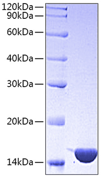 Recombinant Mouse CCL3/MIP-1 alpha Protein was determined by SDS-PAGE under reducing conditions with Coomassie Blue.