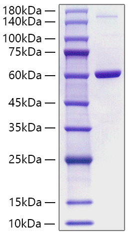 Recombinant Human PBEF/Visfatin/NAMPT Protein was determined by SDS-PAGE under reducing conditions with Coomassie Blue.