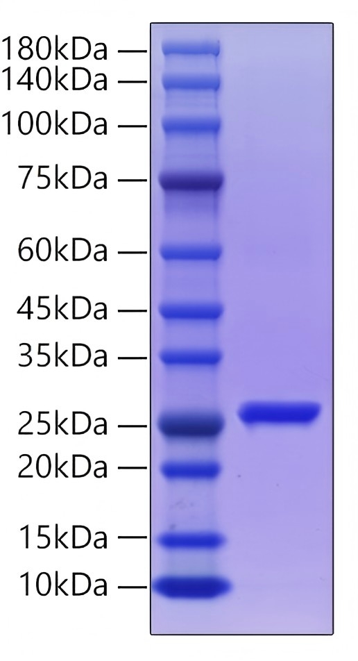 Recombinant Porcine reproductive and respiratory syndrome virus Nucleocapsid protein was determined by SDS-PAGE under reducing conditions with Coomassie Blue.