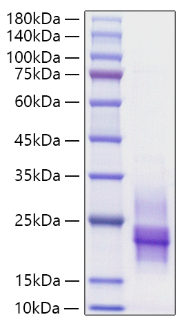 Recombinant Human HB-EGF Protein was determined by SDS-PAGE under reducing conditions with Coomassie Blue.