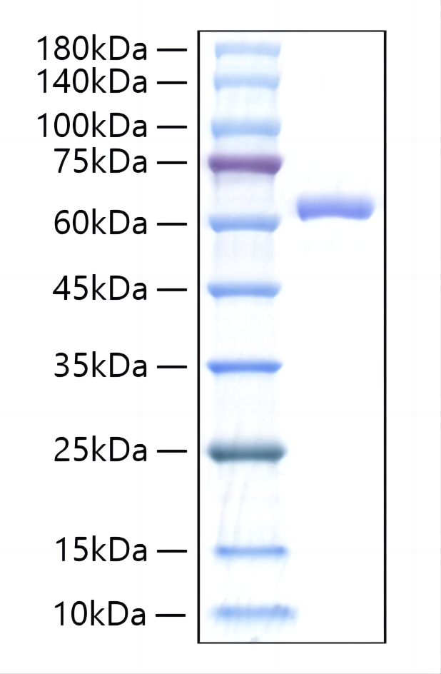Recombinant Mouse IL-27/IL-27A&amp;IL-27B Protein was determined by SDS-PAGE under reducing conditions with Coomassie Blue.