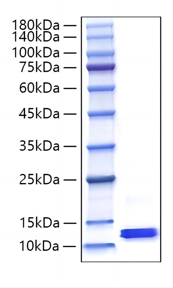 Recombinant Mouse CCL8/MCP-2 Protein was determined by SDS-PAGE under reducing conditions with Coomassie Blue.