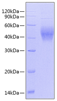 Recombinant Human GAPDH Protein was determined by SDS-PAGE under reducing conditions with Coomassie Blue.