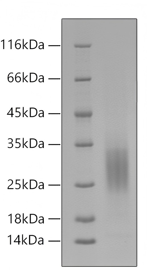 Recombinant Human RAMP3(M33L) Protein was determined by SDS-PAGE with Coomassie Blue.
