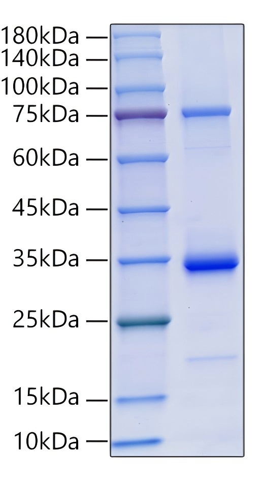 Recombinant Human MMP-2 Protein was determined by SDS-PAGE under reducing conditions with Coomassie Blue.